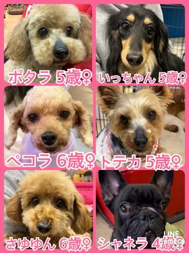 🐾今日の里親様募集中ワンコ🐶メンバーです🐾2023,3,28【保護犬カフェ天神橋店】